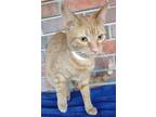 Adopt Nutmeg a Orange or Red Tabby Domestic Shorthair (short coat) cat in