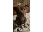 Adopt Poppy a Brown/Chocolate Pit Bull Terrier / Mixed dog in Heuvelton