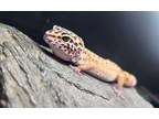 Adopt Nubbs a Lizard reptile, amphibian, and/or fish in Kalamazoo, MI (37516612)