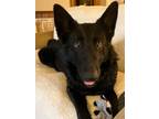 Adopt Alexie a Black German Shepherd Dog / Mixed Breed (Medium) / Mixed (short