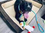 Adopt Macchiato a Black - with White American Pit Bull Terrier / Mixed dog in
