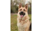 Adopt Ruger a Tan/Yellow/Fawn - with Black German Shepherd Dog / Mixed dog in