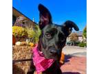 Adopt Lottie a Black Mixed Breed (Large) / Mixed dog in Chicago, IL (37519880)