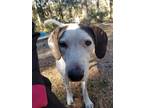 Adopt George a White - with Black Hound (Unknown Type) / Mixed dog in Citra