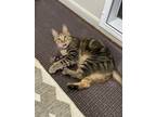 Adopt Zero a Tiger Striped Domestic Shorthair (short coat) cat in Birmingham