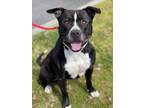 Adopt Jax (COURTESY POST) a Black - with White American Staffordshire Terrier /