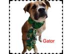 Adopt Gator a Tan/Yellow/Fawn Australian Cattle Dog / Mixed dog in Amarillo
