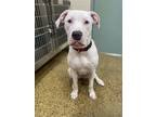Adopt Cricket a White American Pit Bull Terrier / Mixed dog in Atlanta