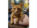 Adopt Sir Cheddar Cheez-It a Orange or Red Domestic Shorthair (short coat) cat