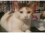 Adopt Mudd a Calico or Dilute Calico Domestic Shorthair (short coat) cat in