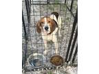 Adopt Scout a Tricolor (Tan/Brown & Black & White) Treeing Walker Coonhound /