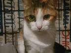 Adopt Snow a Calico or Dilute Calico Domestic Shorthair (short coat) cat in