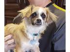 Adopt Archie a Tricolor (Tan/Brown & Black & White) Pug / Dachshund / Mixed dog
