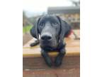 Adopt Hank a Black Bloodhound / Labrador Retriever / Mixed dog in Austin