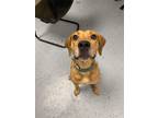 Adopt Charlotte a Tan/Yellow/Fawn Mountain Cur / Mixed dog in Maryville