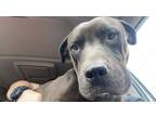 Adopt Hunter a Black Pit Bull Terrier / Mixed dog in Valdosta, GA (37524723)