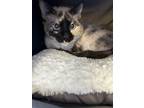 Adopt Bindy IN FOSTER a Tan or Fawn Domestic Shorthair / Domestic Shorthair /