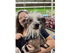 Adopt Jake FNA Apache a Gray/Blue/Silver/Salt & Pepper Chinese Crested /