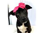 Adopt Umber a Black Labrador Retriever / Mixed dog in Picayune, MS (37525555)