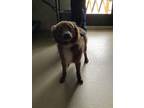 Adopt 52206786 a Brown/Chocolate Australian Shepherd / Pomeranian / Mixed dog in