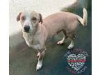 Adopt Starski a Tan/Yellow/Fawn - with White Chiweenie / Mixed dog in Inglewood