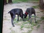 Adopt Jake a Gray/Silver/Salt & Pepper - with Black Weimaraner / Mixed dog in