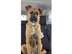 Adopt Gordy a Tan/Yellow/Fawn - with Black Boxer / Shepherd (Unknown Type) /