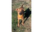 Adopt Rugby a Tan/Yellow/Fawn Mixed Breed (Large) / Mixed dog in High Ridge