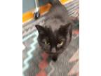 Adopt Eleanor a All Black Domestic Shorthair / Domestic Shorthair / Mixed cat in