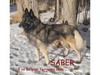 Adopt SABER a Black - with Tan, Yellow or Fawn Belgian Tervuren / Mixed dog in