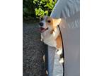 Adopt Johnson a Tan/Yellow/Fawn - with White Corgi / Mixed dog in San Francisco