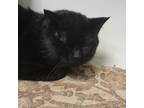 Adopt Larry a All Black Domestic Shorthair / Mixed cat in St.Jacob