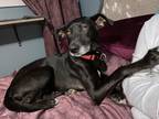 Adopt Mila a Black - with Gray or Silver Greyhound / Hound (Unknown Type) /