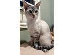 Adopt SAMMI a Siamese (short coat) cat in Calimesa, CA (37528305)