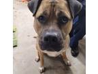 Adopt Jasper a Tan/Yellow/Fawn - with Black Black Mouth Cur / Mixed dog in