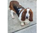Adopt Mars a Tricolor (Tan/Brown & Black & White) Basset Hound / Mixed dog in