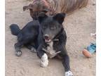 Adopt Joey a Black - with White Border Collie / Mixed dog in Niagara Falls