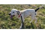 Adopt Otis a White - with Black Hound (Unknown Type) / Pointer / Mixed dog in