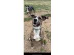 Adopt Vanessa a Brindle Australian Cattle Dog / Blue Heeler / Mixed dog in