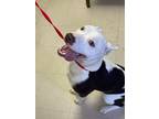 Adopt Foxy a White Pit Bull Terrier dog in Whiteville, NC (37529601)
