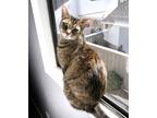 Adopt Britney a Brown Tabby Domestic Shorthair (short coat) cat in Orange