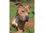 Adopt Fozzy a Brown/Chocolate American Pit Bull Terrier / Mixed dog in