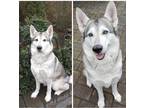 Adopt Roxy a Gray/Silver/Salt & Pepper - with White Husky / Mixed dog in Salem