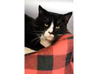 Adopt Klondike a Black & White or Tuxedo Domestic Shorthair (short coat) cat in
