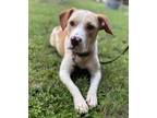 Adopt Popsicle a White - with Red, Golden, Orange or Chestnut Labrador Retriever