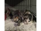 Adopt Heidi bonded with Antoniette a Calico or Dilute Calico Domestic Shorthair