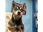 Alaskan Klee Kai Puppy for sale in Sterling, KS, USA