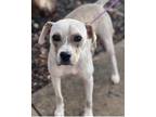 Adopt Eclair a Gray/Blue/Silver/Salt & Pepper American Staffordshire Terrier /