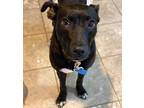 Adopt Laverna a Black - with White Pit Bull Terrier / Mixed dog in Walkersville