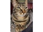 Adopt Danci a Brown Tabby Domestic Shorthair (short coat) cat in Brooklyn